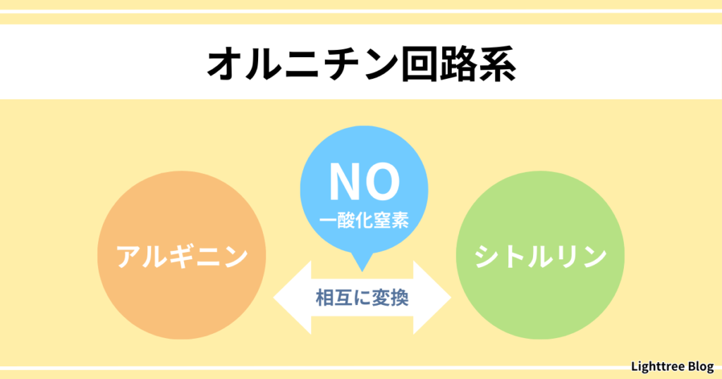 【オルニチン回路系】アルギニンとシトルリンは相互に変換し、その過程で一酸化窒素（NO）が産生される