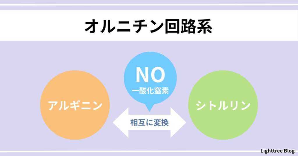 【オルニチン回路系】アルギニンとシトルリンは相互に変換し、その過程で一酸化窒素（NO）が産生される